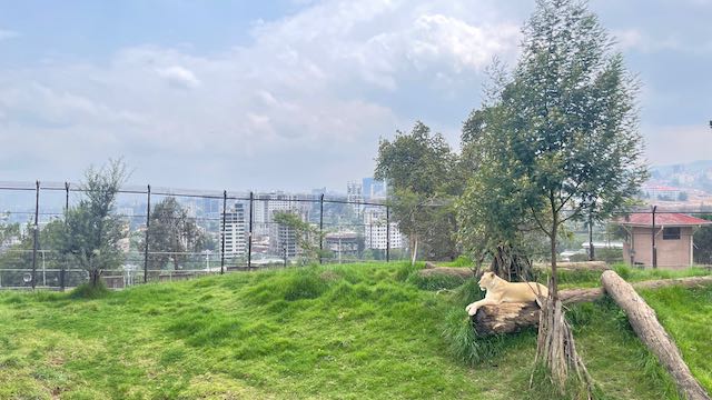 A lion in Addis at Unity Park